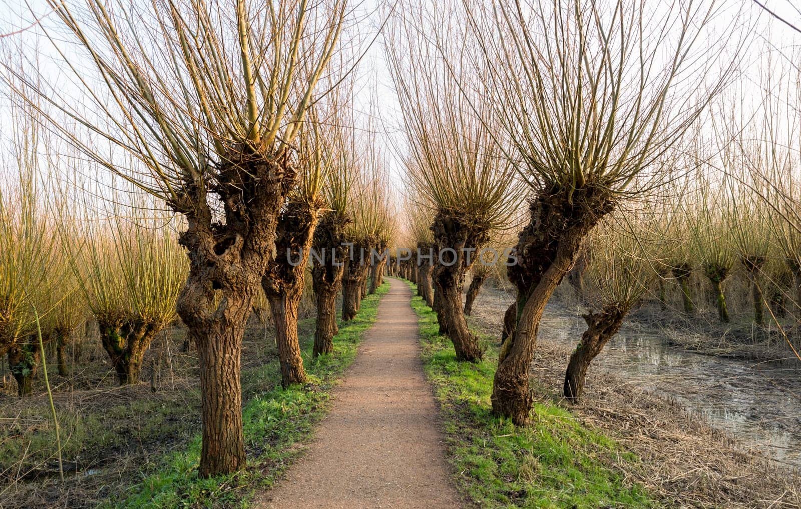 pollard willow in nature in Holland by compuinfoto