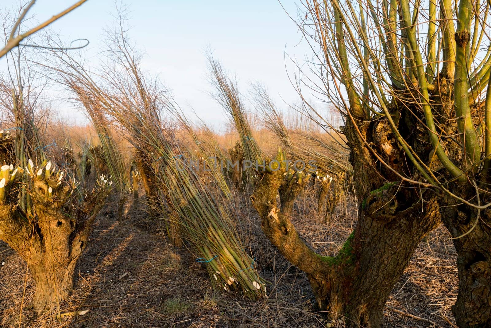 pollard willow in nature in Holland by compuinfoto