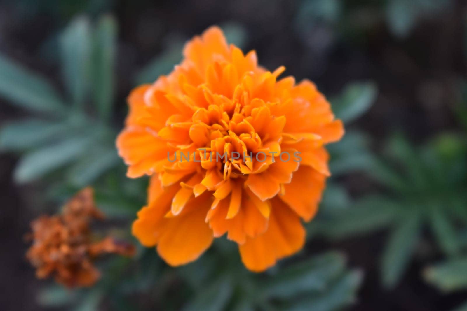 Orange Marigold Flower in Bloom, Arizona Gardening. High quality photo