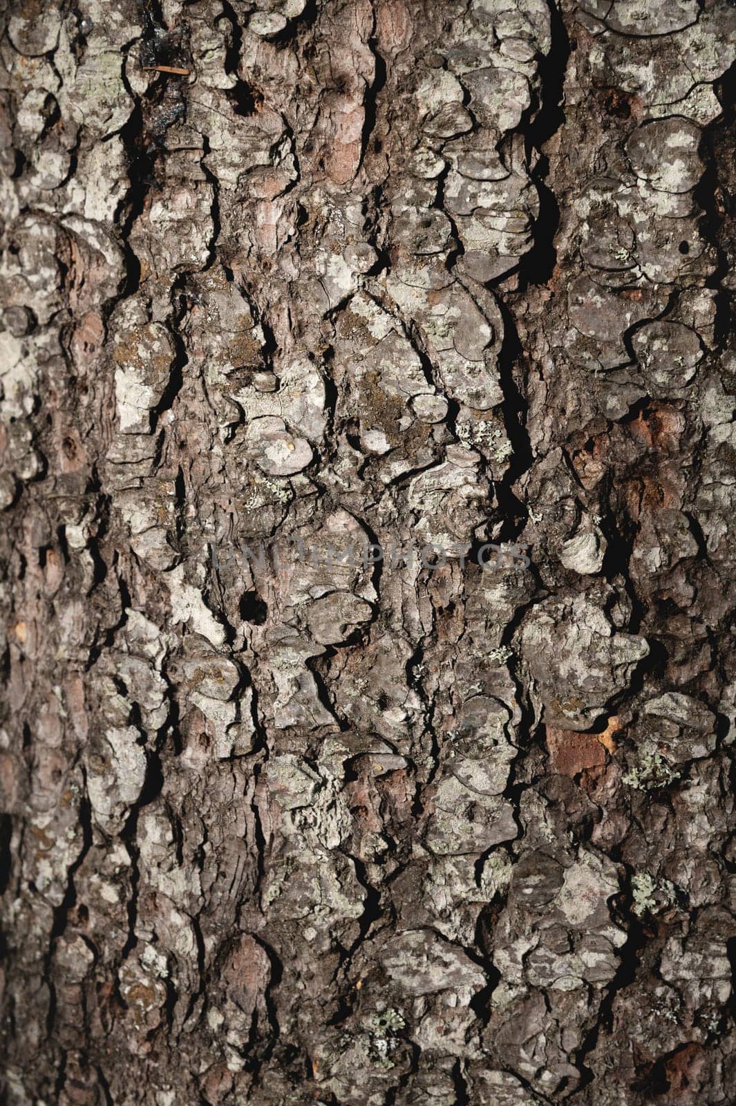 Natural texture of pine bark. Pine background. Abstract texture and background for designers. Natural pattern. Organic abstract texture. Macro view of pine bark texture