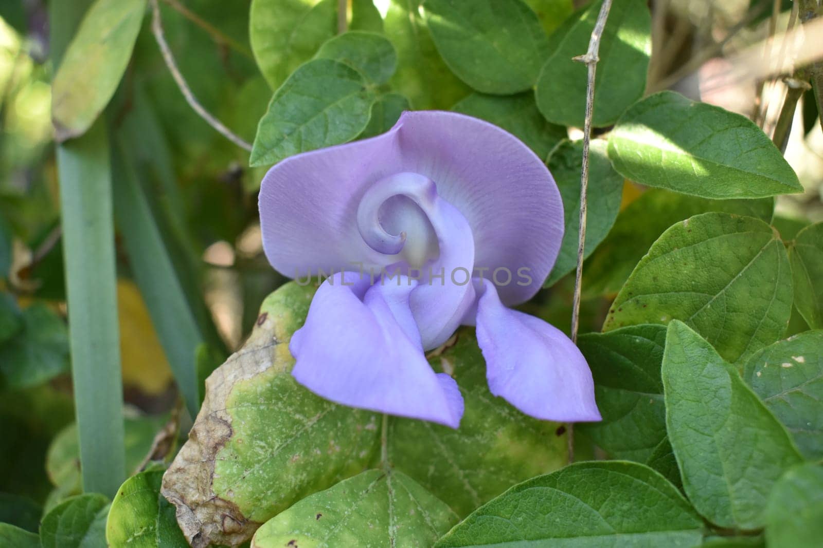 Bright Purple Flower on Snail Vine in Bloom. High quality photo