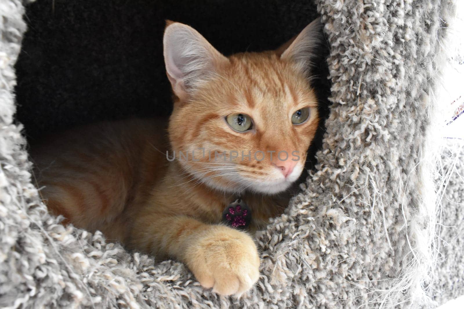 Orange Tabby with Green Eyes in Cat Condo by grumblytumbleweed