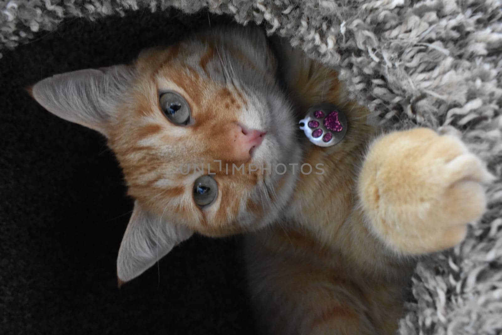 Orange Tabby with Green Eyes and Purple Tag in Cat Condo. High quality photo