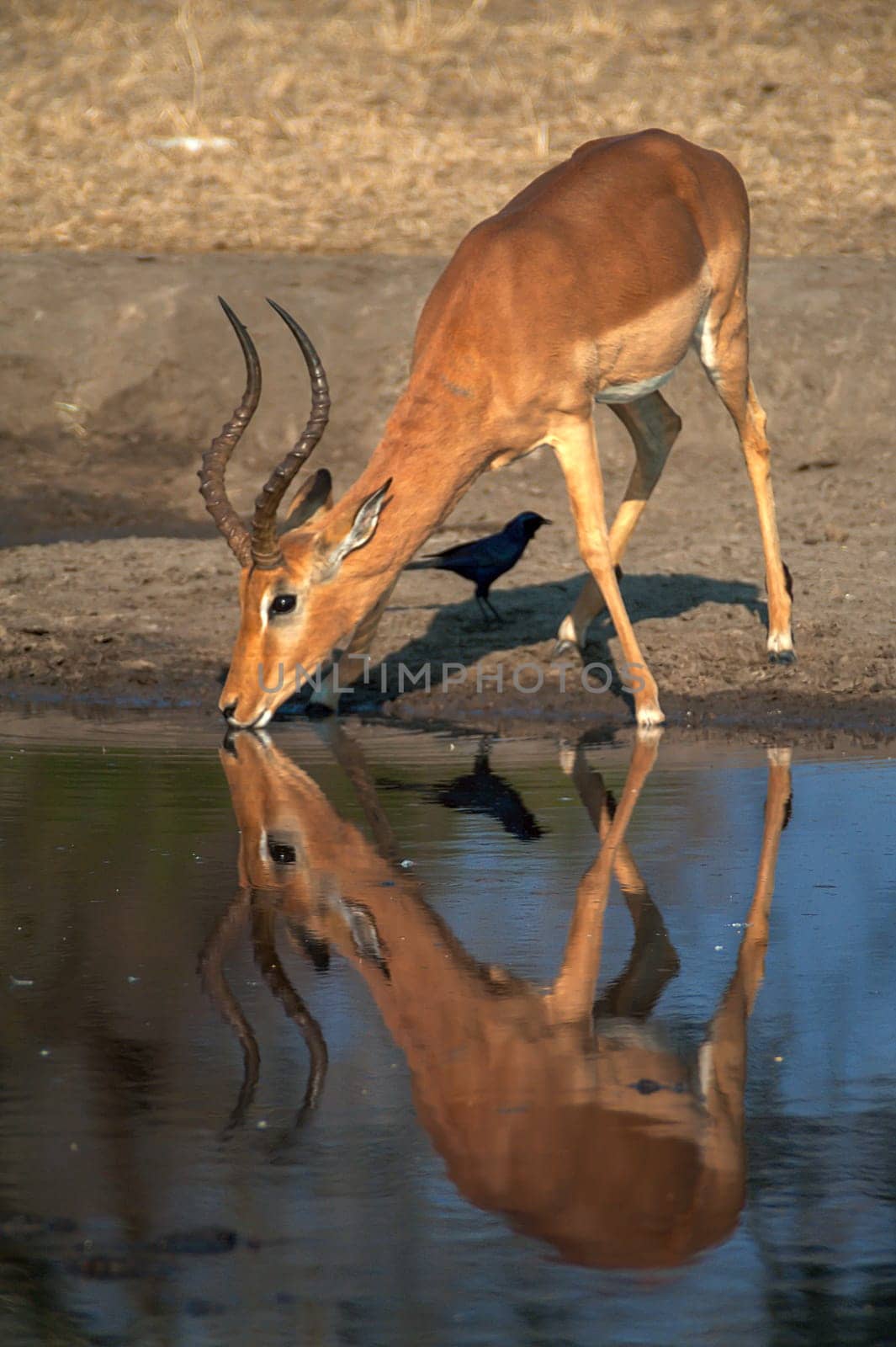 Impala (Aepyceros melampus) South Africa, Mpumalanga, Timbavati Nature Reserve