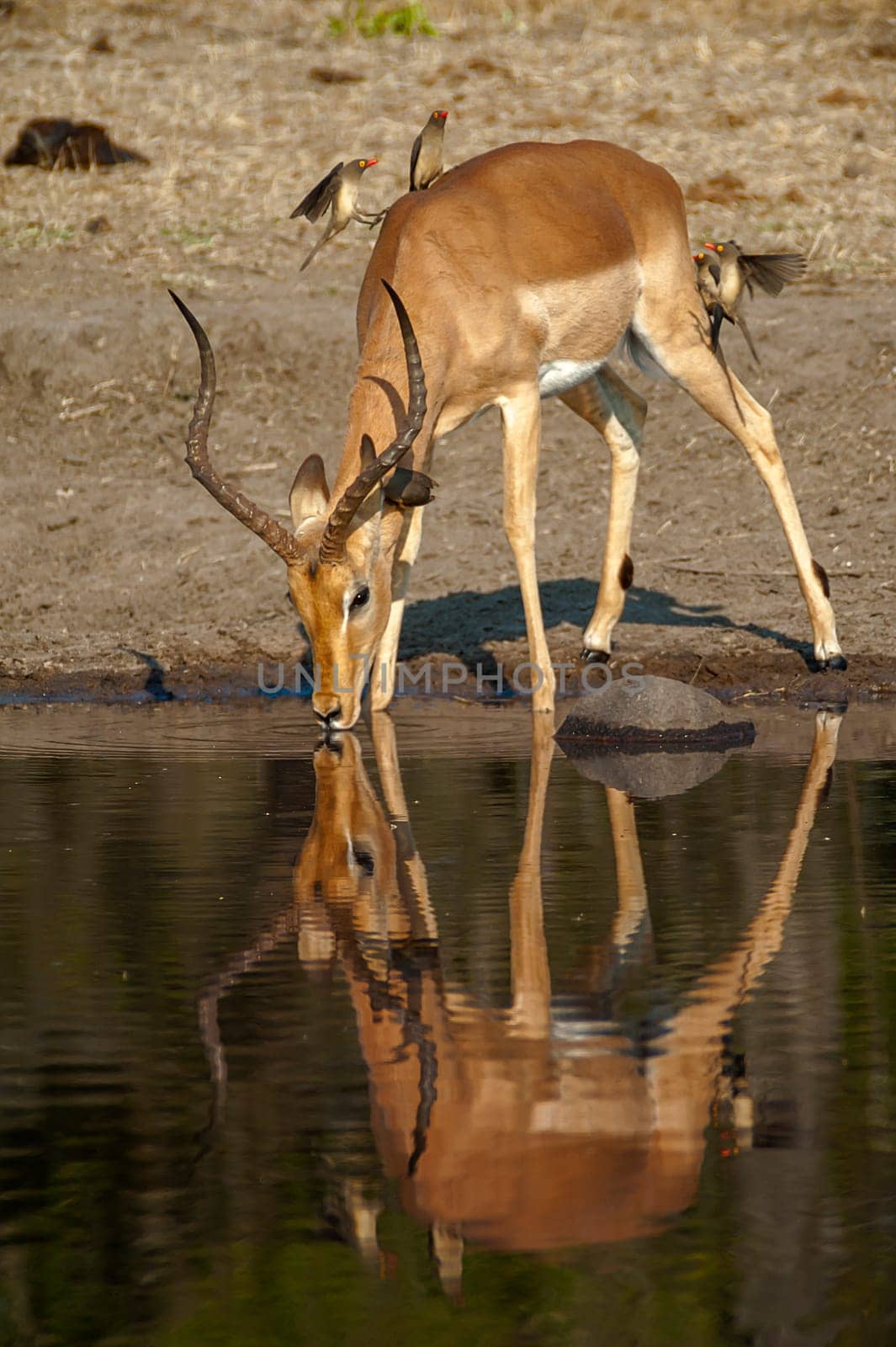 Impala (Aepyceros melampus) South Africa, Mpumalanga, Timbavati Nature Reserve