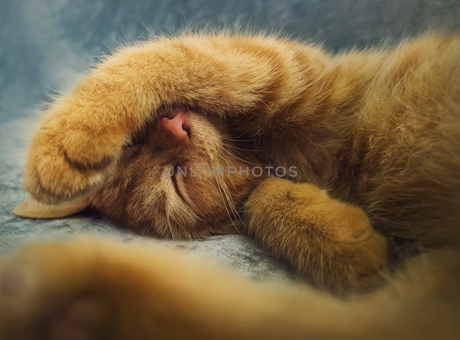 Sleepy orange kitten takes a nap indoors on the sofa. Little ginger cat sleeping tight in a cute position, covering muzzle with her paws