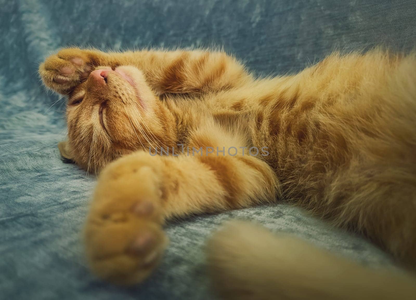 Sleepy orange kitten takes a nap indoors on the sofa. Little ginger cat sleeping tight in a cute position, covering muzzle with her paws by psychoshadow