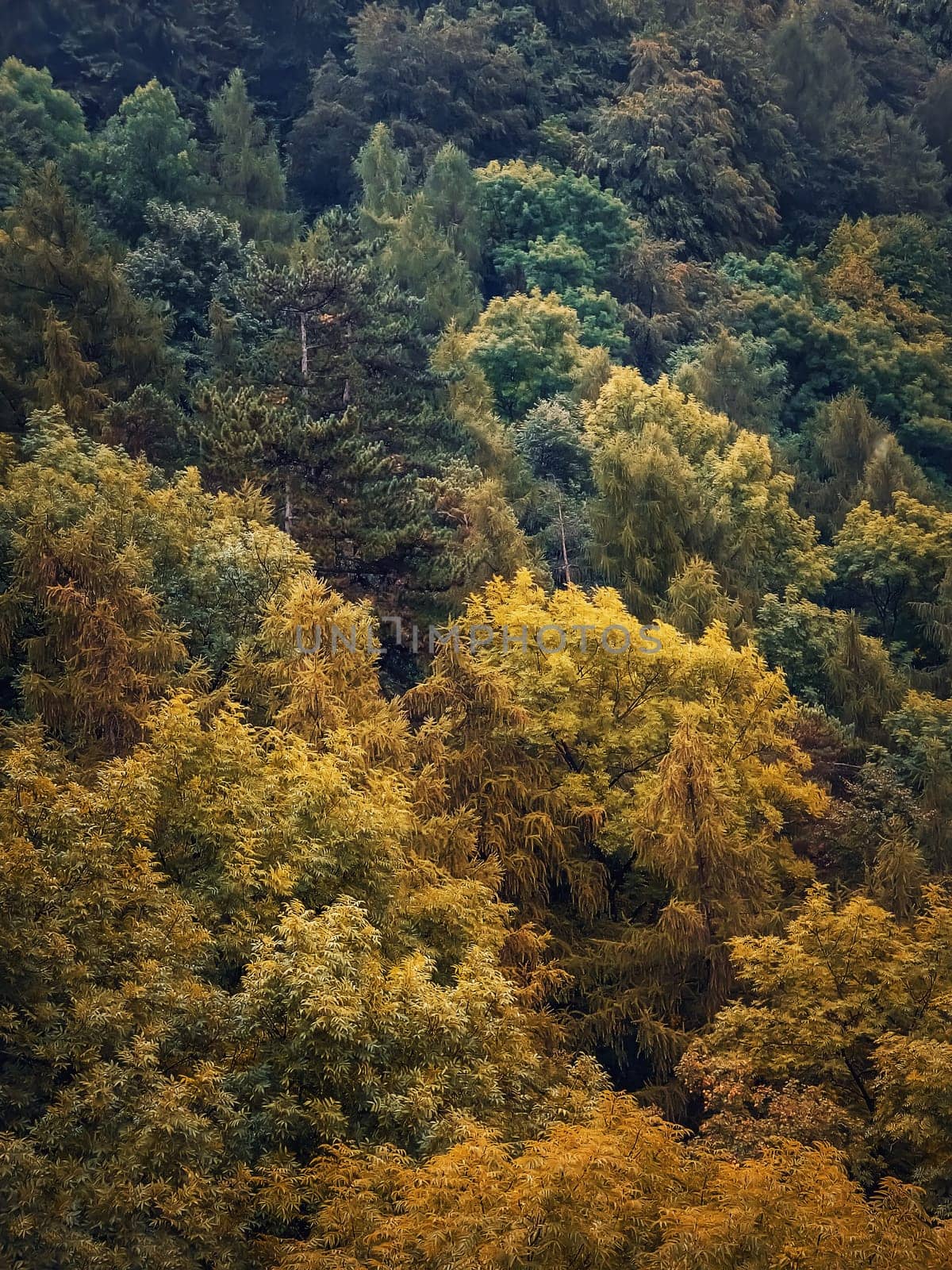 Colorful autumn trees texture. Natural scene of a forest with different colored leaves, fall season vertical background