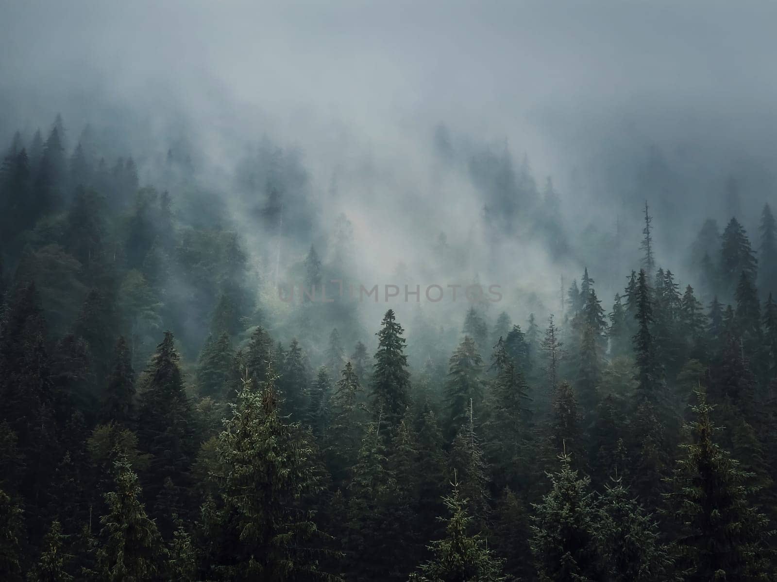 Sunlit foggy fir forest background. Peaceful and moody scene with haze clouds moving above the coniferous trees. Natural landscape with pine woods on the mountain hills covered with mist by psychoshadow