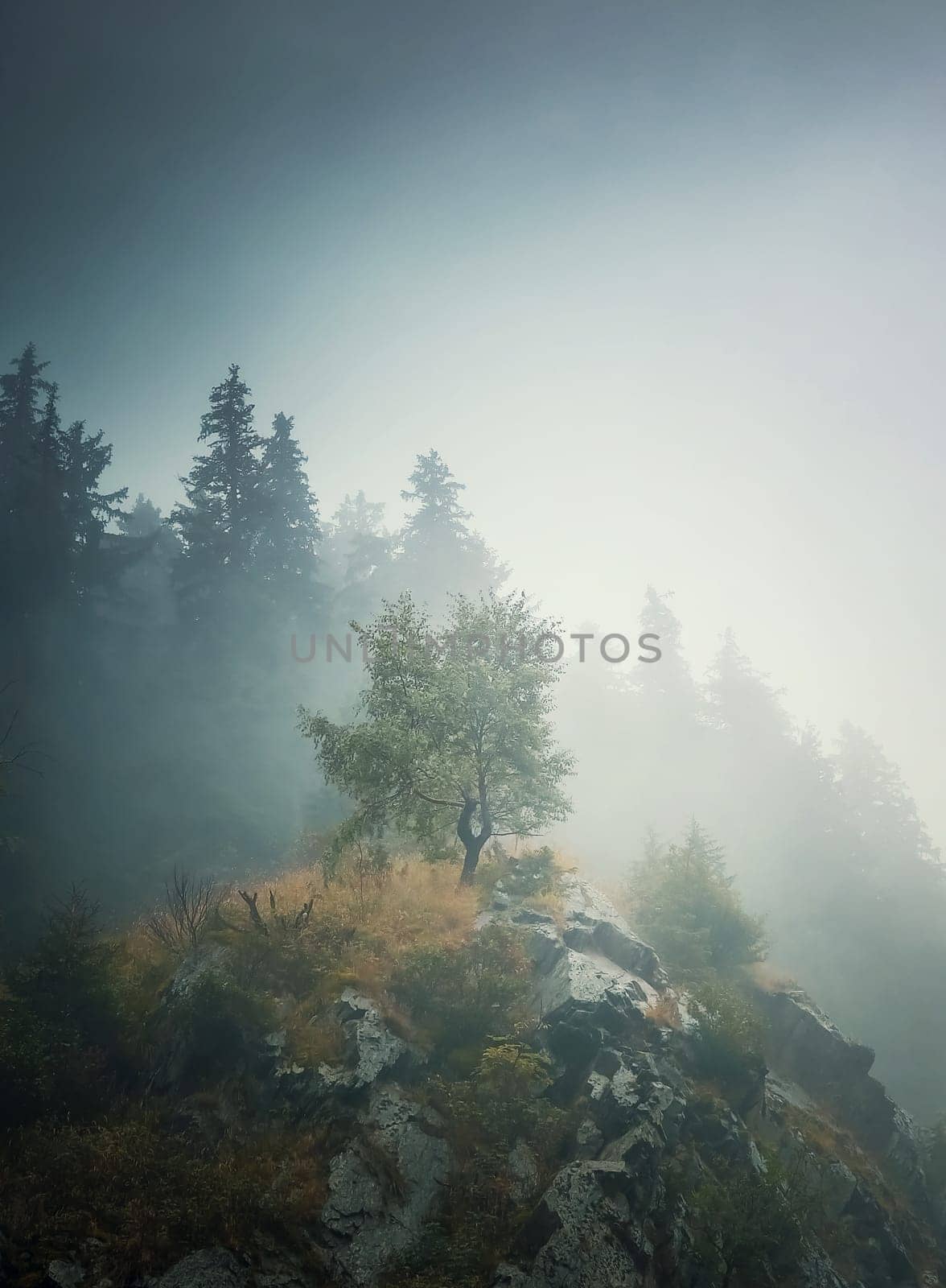 Solitary tree on the top of a hill surrounded by dense mist and a fir forest on the background. Beautiful and moody autumnal scene in Carpathian mountains by psychoshadow