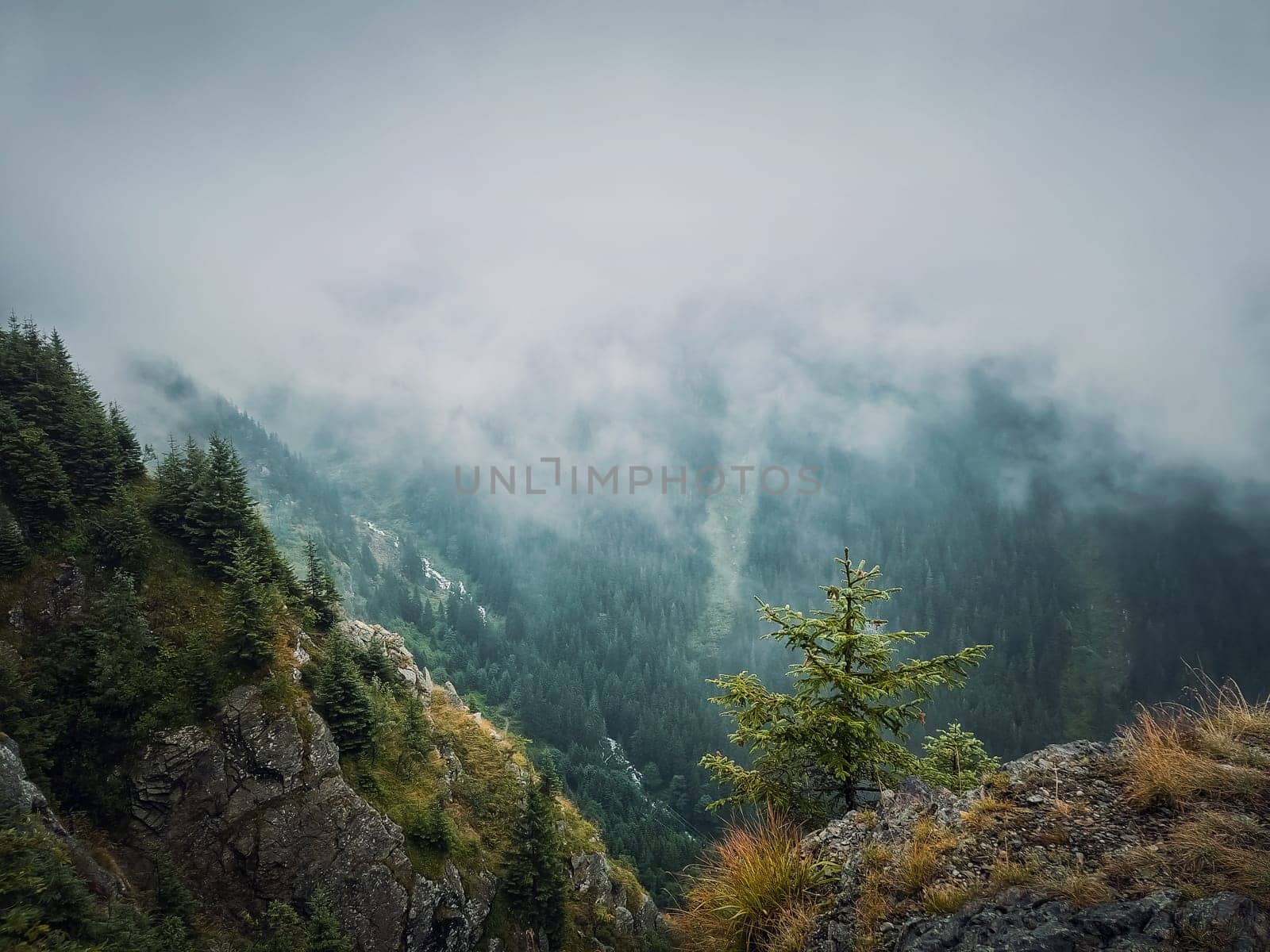 Wonderful view to the misty valley from the top of the mountain. Foggy clouds above the coniferous woods in carpathians ridge