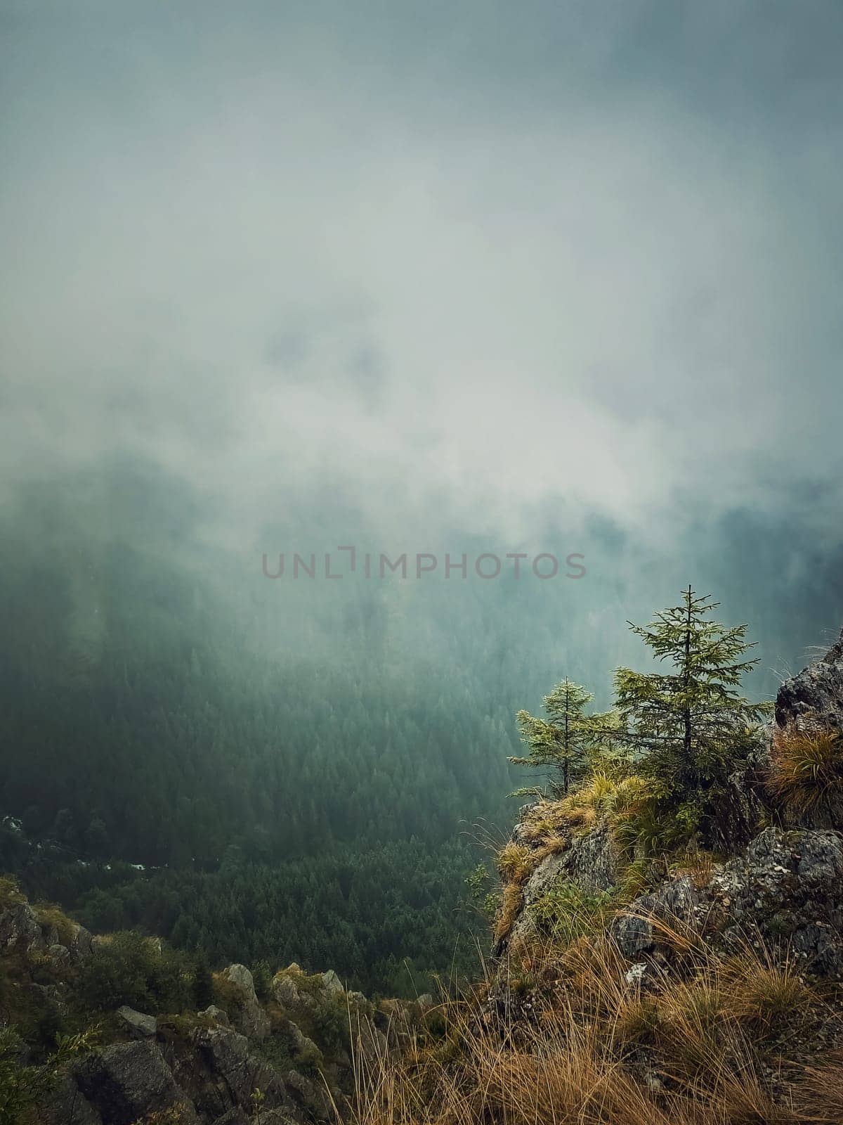 Scenery view to the misty valley from the top of the mountain. Haze clouds above the fir forest in carpathians ridge by psychoshadow