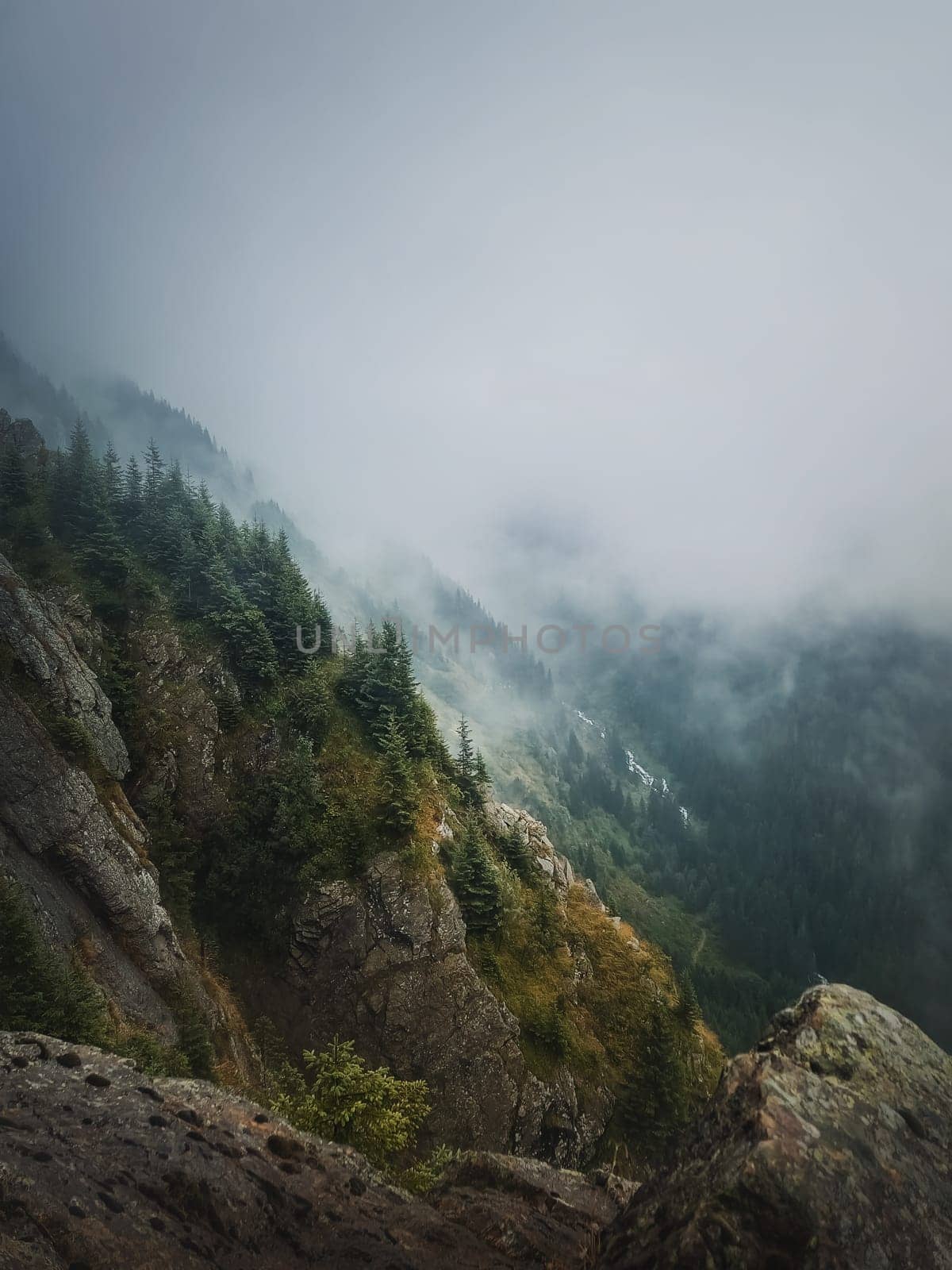 Idyllic view to the foggy valley from the top of the mountain. Dense mist clouds above the carpathians pine forest by psychoshadow