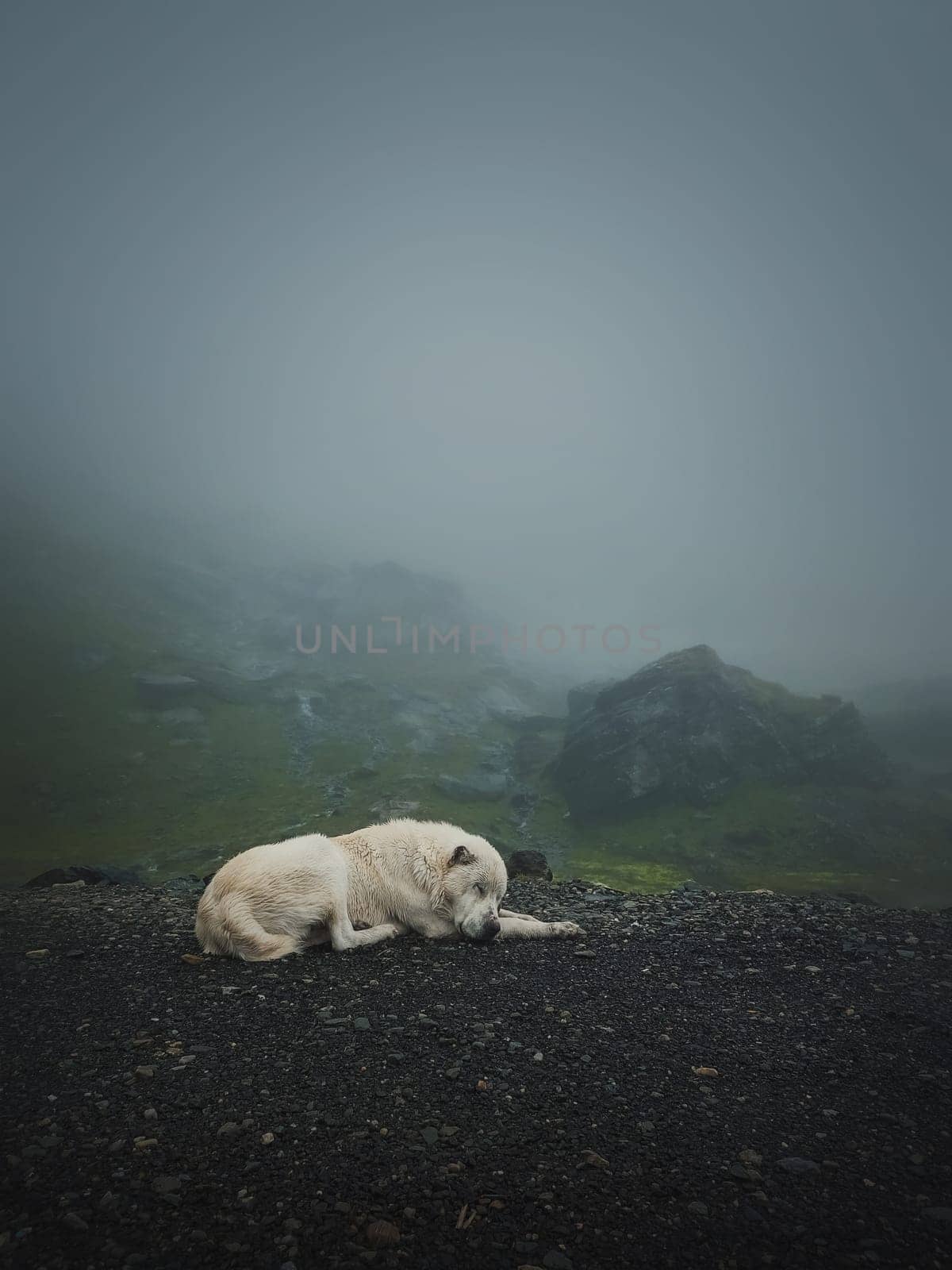 Moody and silent scene with a white, wolf like dog sleeping outdoors on the top of Transfagarasan mountain. Big shepherd hound in romania Carpathians, resting near the misty hills
