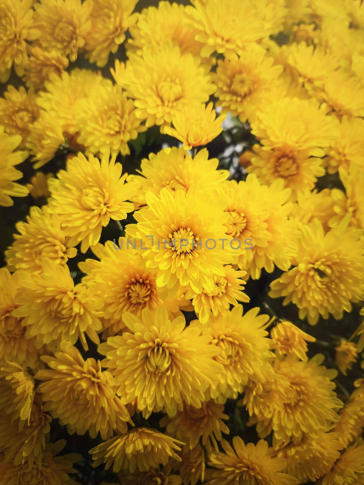 Yellow chrysanthemum flowers texture. Beautiful floral vertical background by psychoshadow