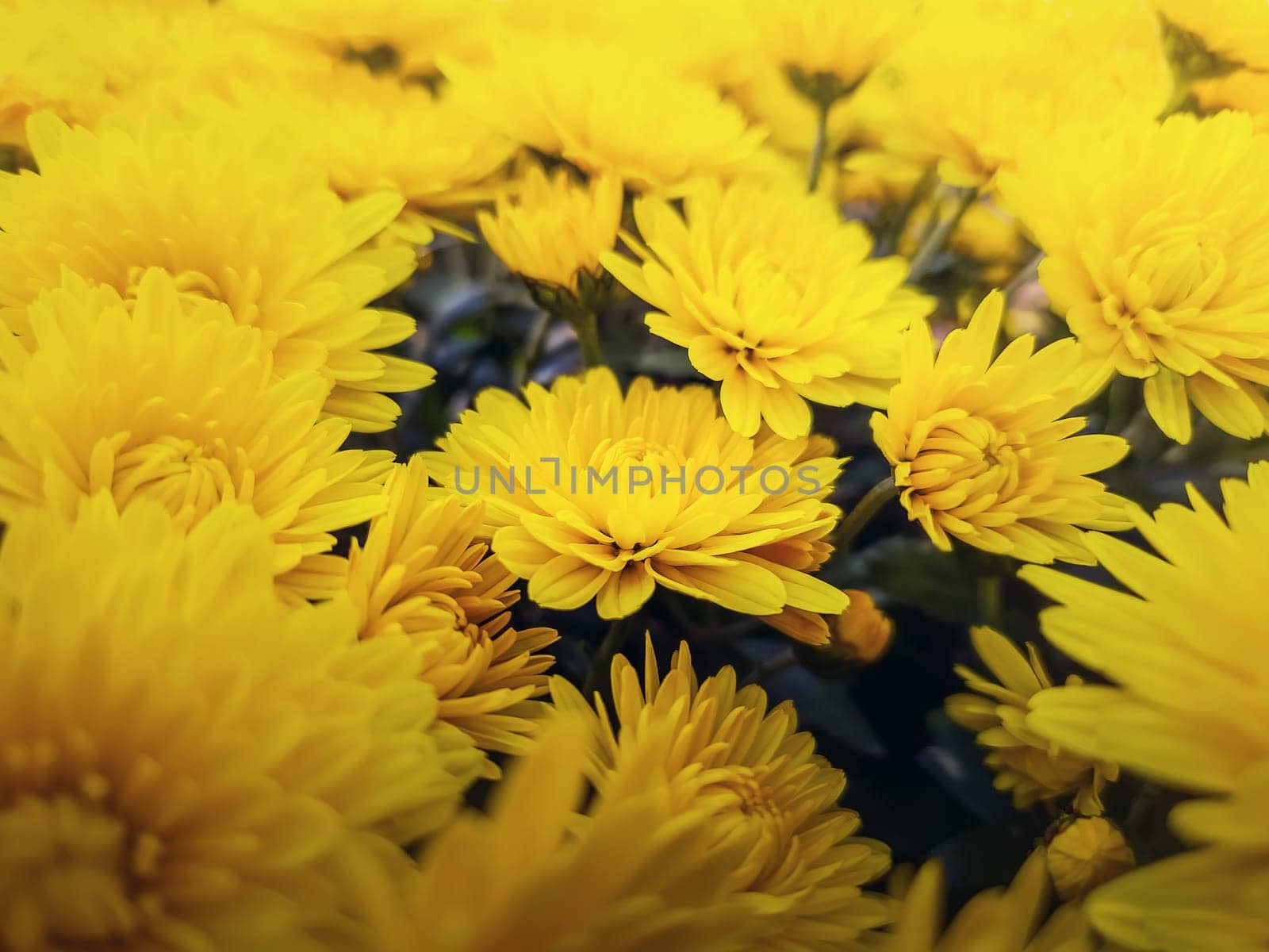 Yellow chrysanthemum flowers bouquet close up background. Beautiful floral view