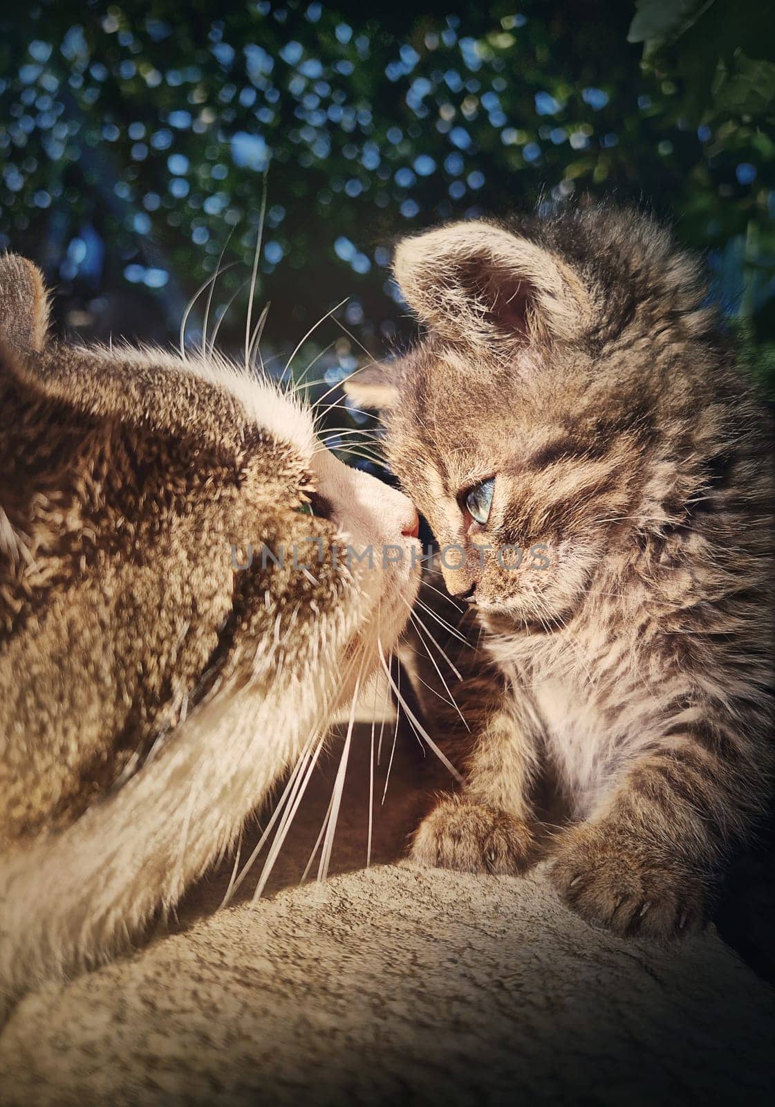 The adult tomcat meets a small baby kitten, making acquaintance as looks in the eyes one another. Cute cats close up portrait