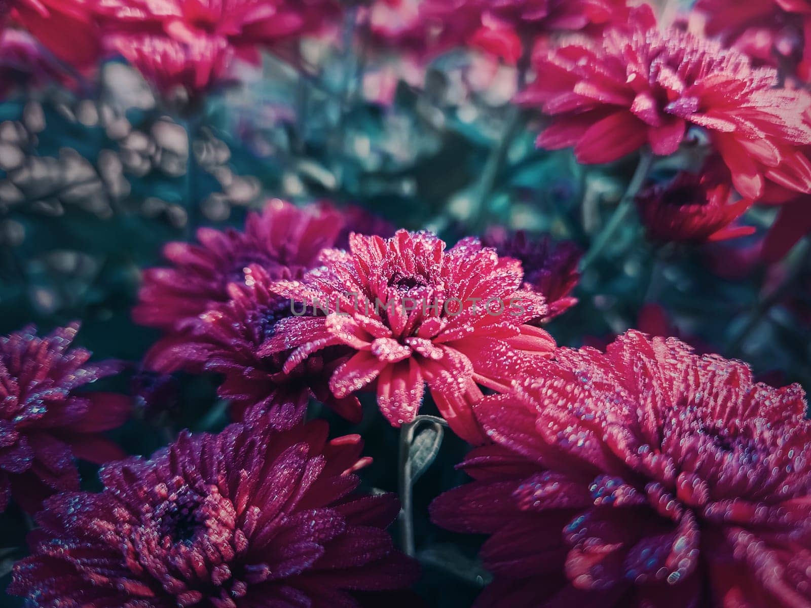 Closeup red chrysanthemum flowers in the garden with morning dew drops on the petals. Beautiful, crimson floral bouquet background