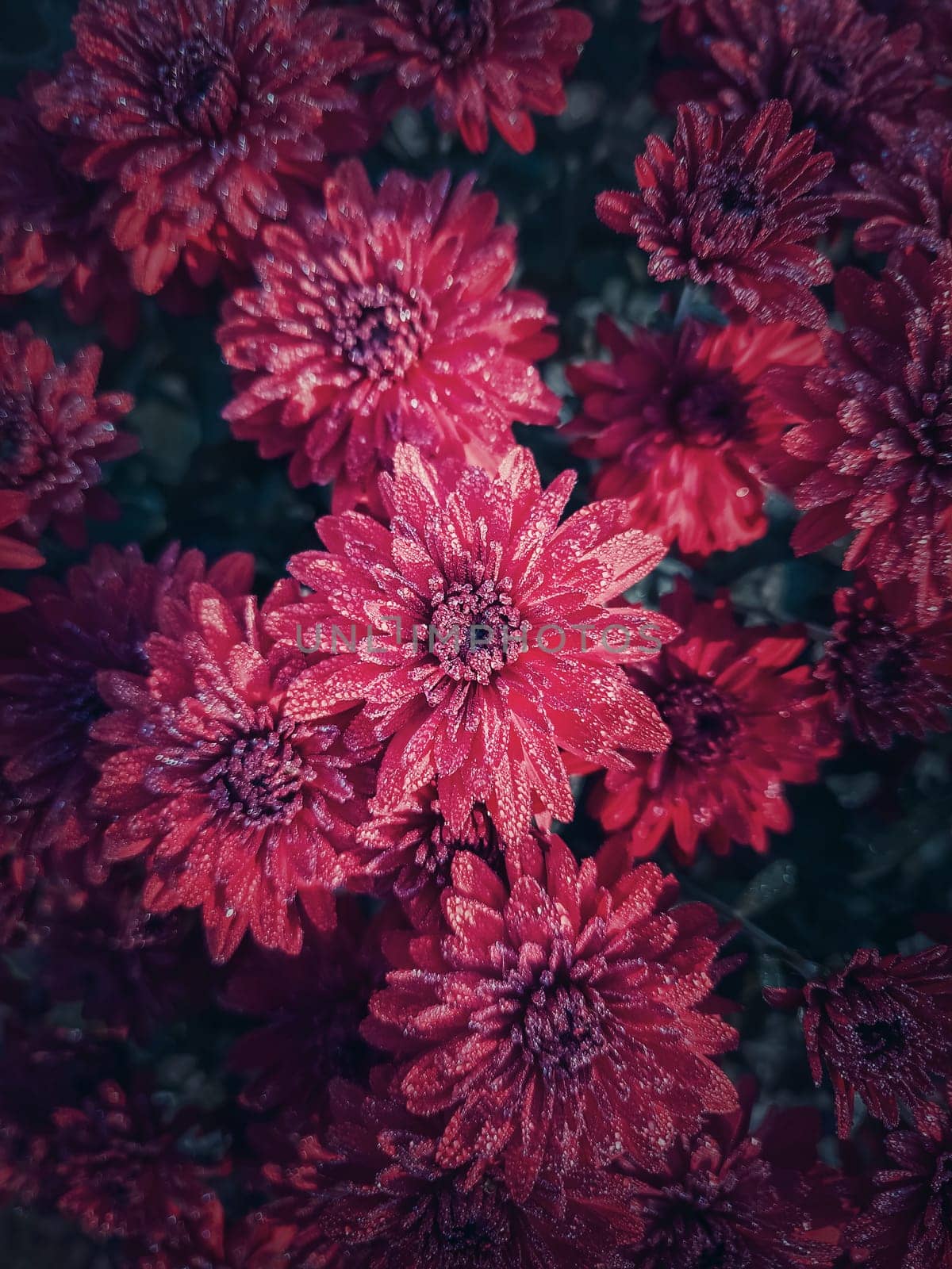 Top view red chrysanthemum texture. Beautiful flowers in the garden with morning dew drops on the petals. Maroon floral pattern