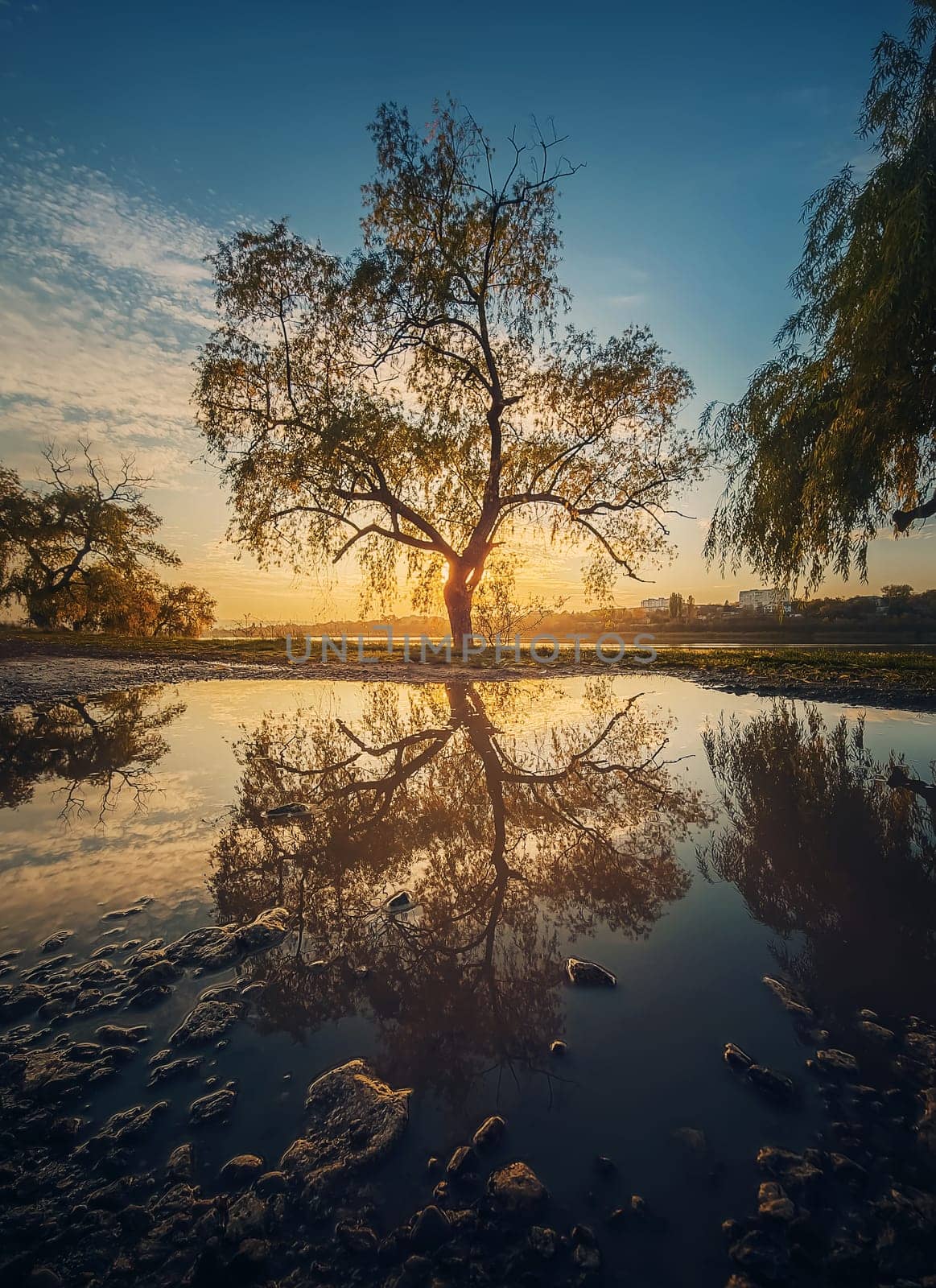 Old willow tree reflected in a water puddle against sunset background