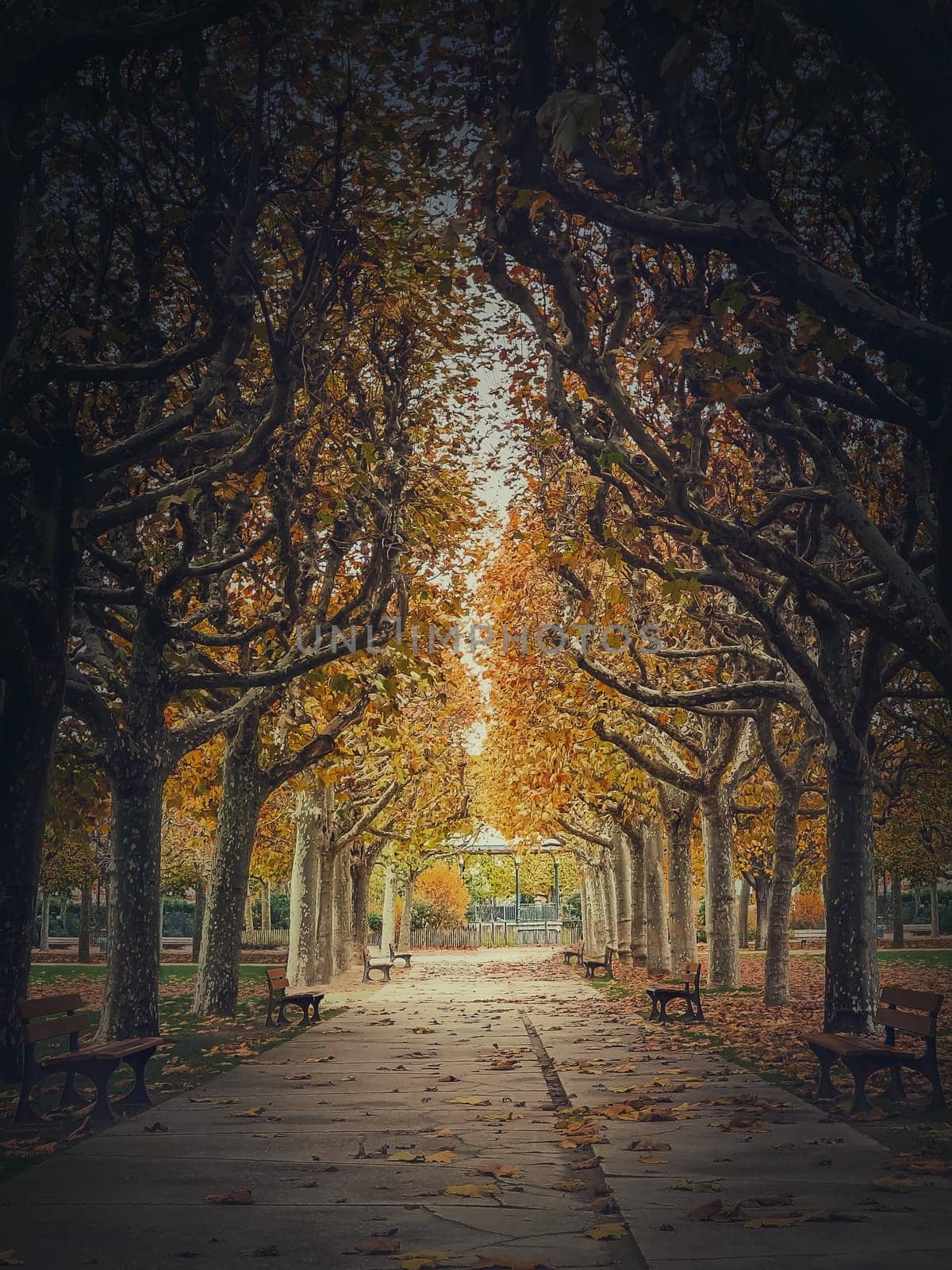 Beautiful morning in the autumn park with golden alley of sycamore trees. Fall season scene 
