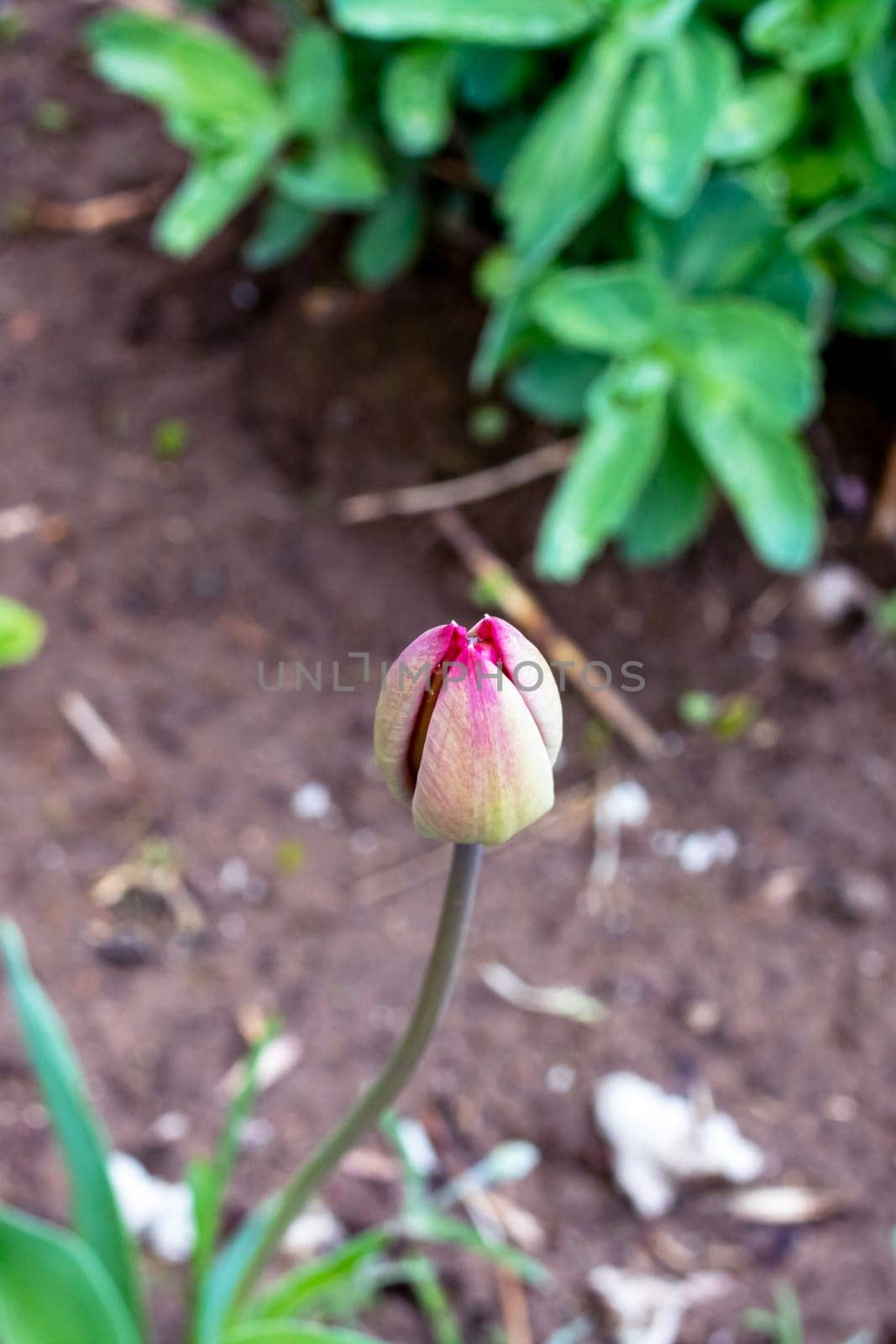 Closed tulip bud among green leaves close up