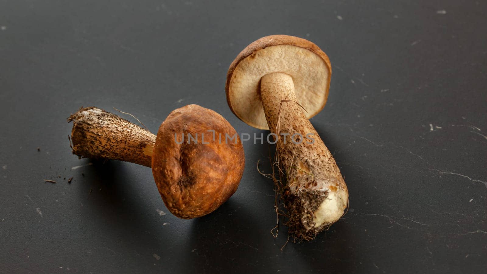 Two freshly picked mushrooms (scaber stalk / Leccinum scabrum) soil and dirt from forest still on them, on dark gray,  board.