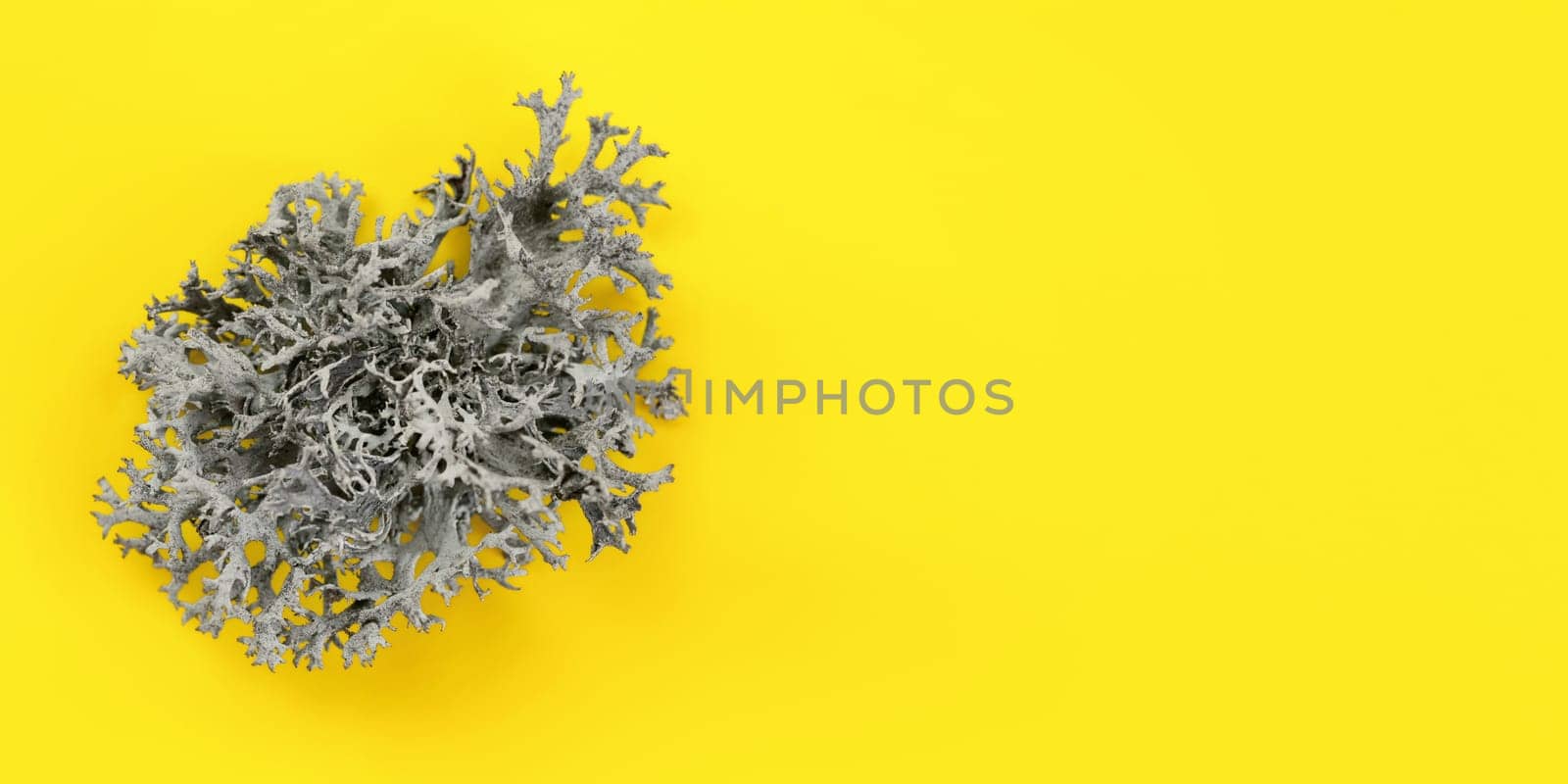 Detail of lichen (Cladonia rangiferina) structure on yellow board. Abstract organic background, space for text on right side.