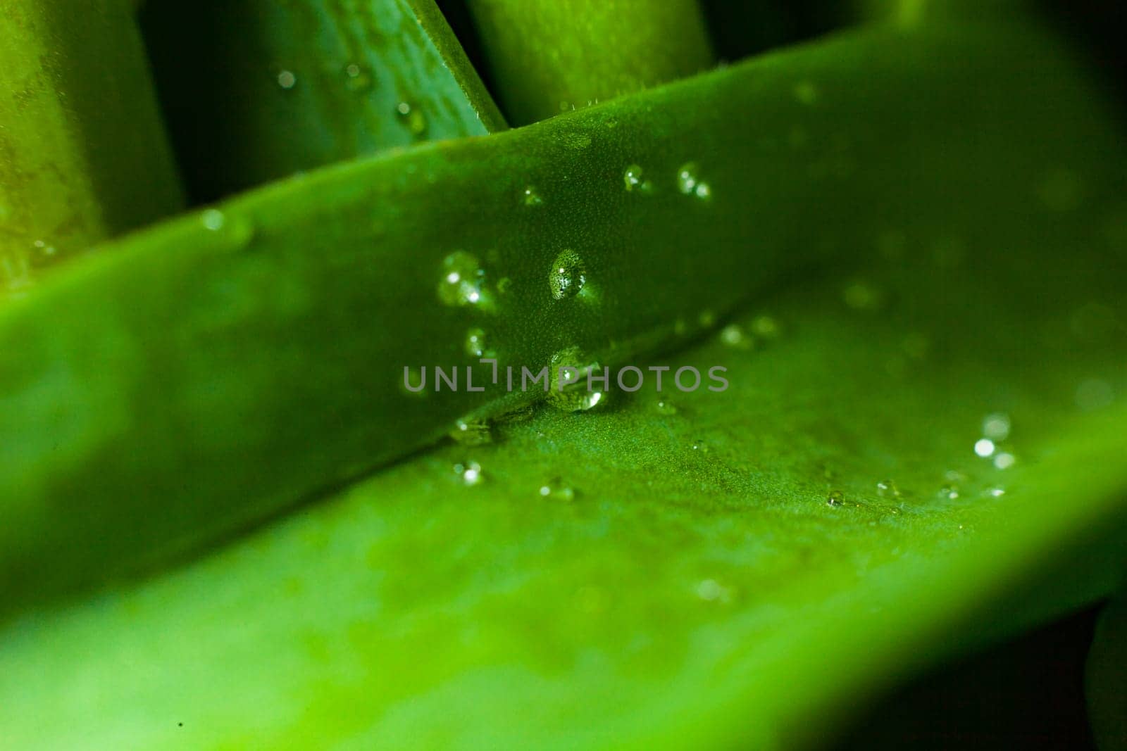Drops water green leaf grass background by promantic