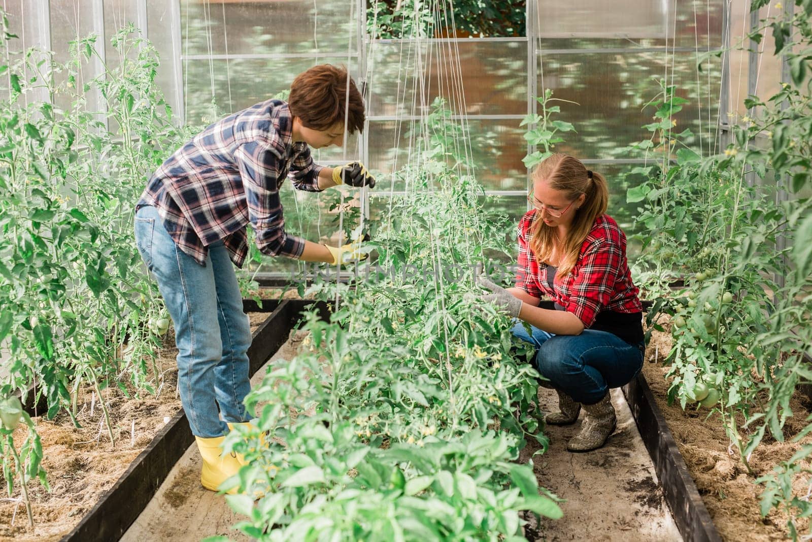 Two women working inside greenhouse garden - Nursery and spring concept by Satura86