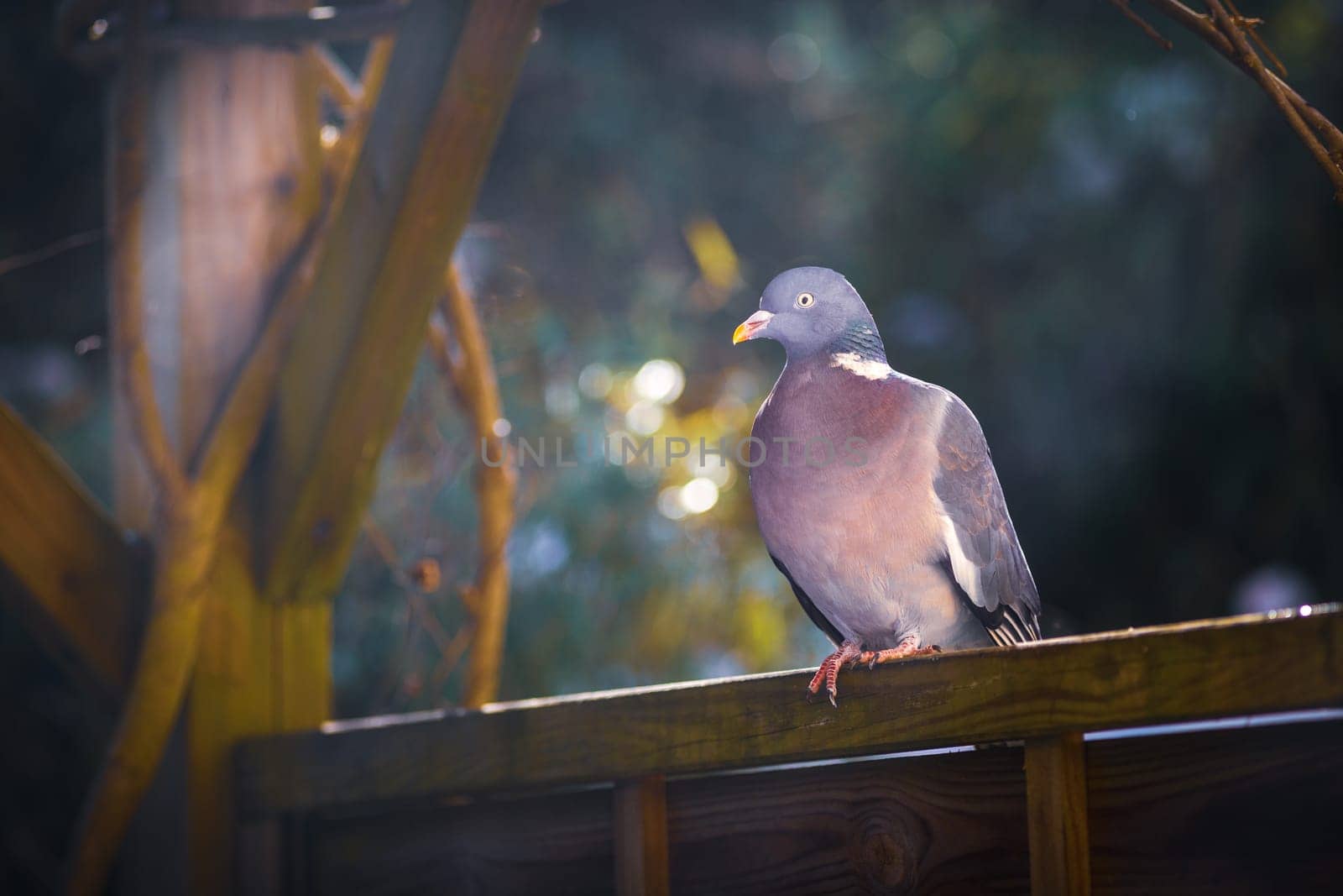 Wood pigeon perching on a fence in the garden by Tilo