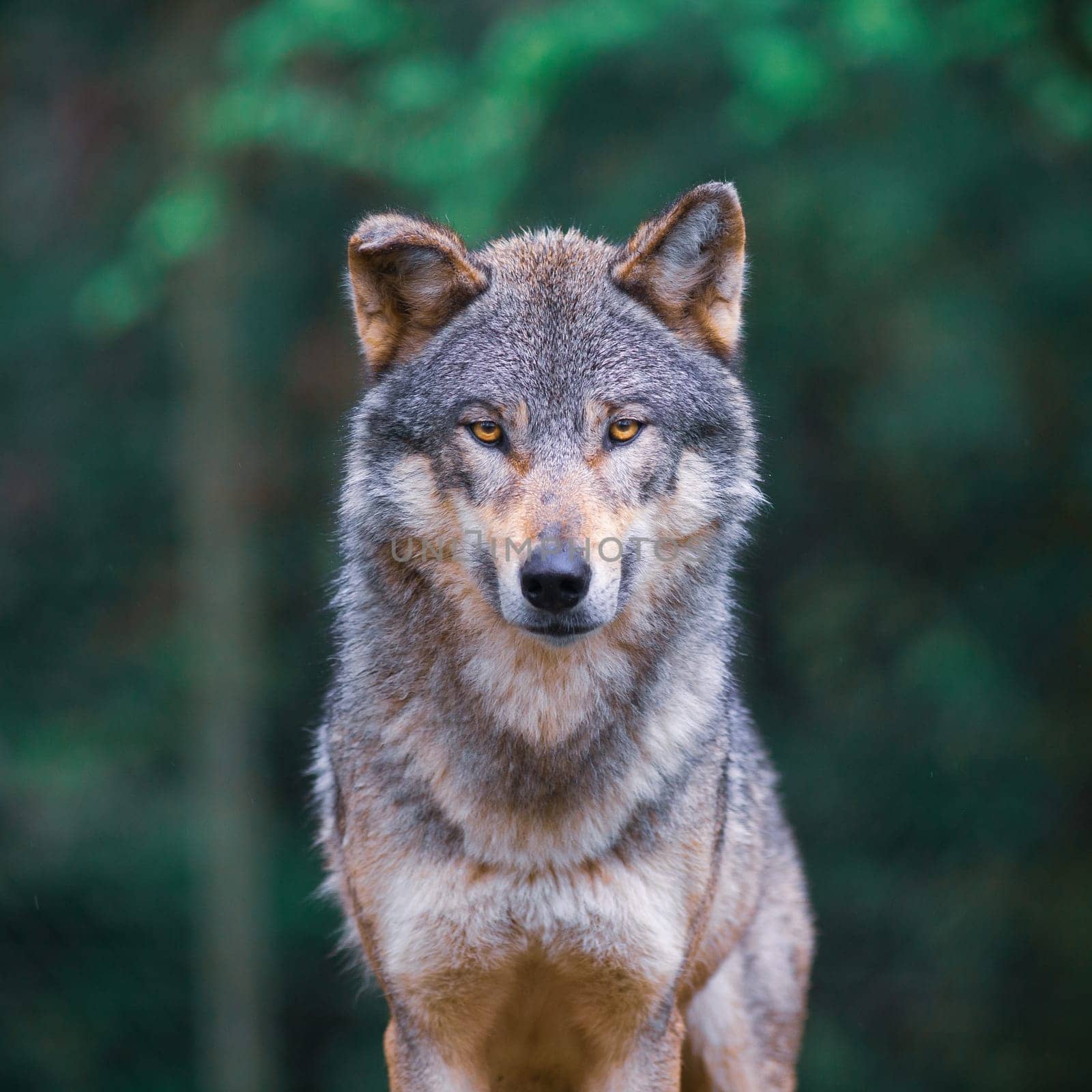 Grey wolf (Canis Lupus) looking straight in the forest by Tilo