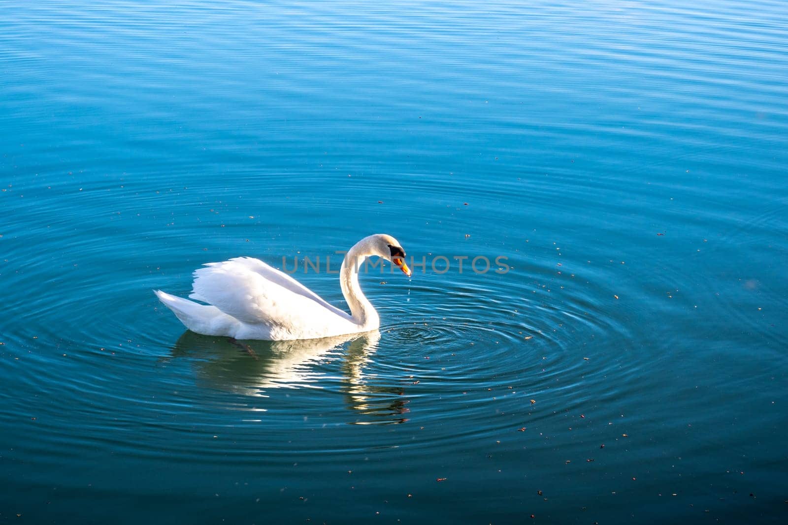 Mute swan gliding across a lake at dawn by Tilo