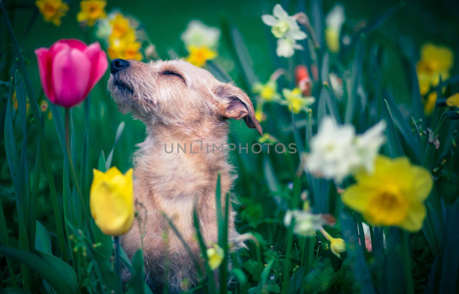 The scent of flowers for a dog