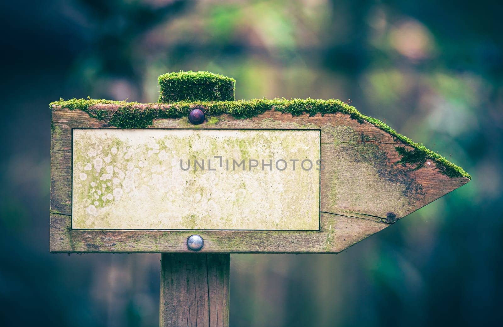 Wooden direction sign in the forest with moss for right direction