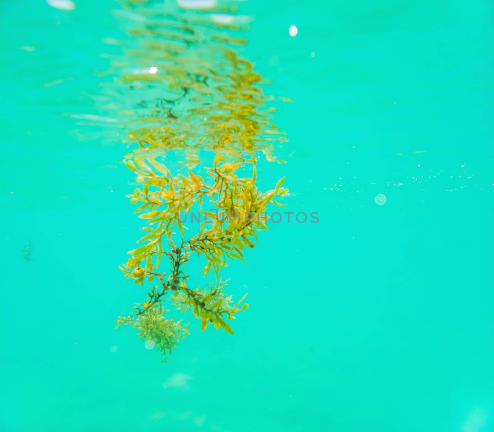 Closeup underwater shot of brown Sargassum algae floating at surface of shallow tropical sea.