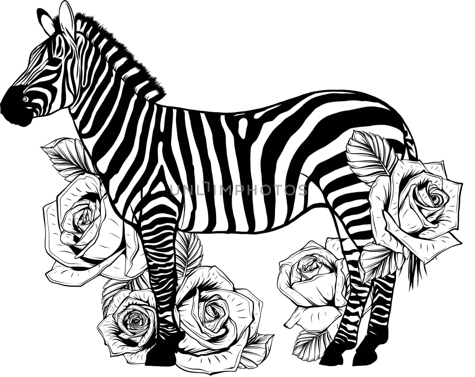 Zebra with rose flower hand drawn illustration by dean