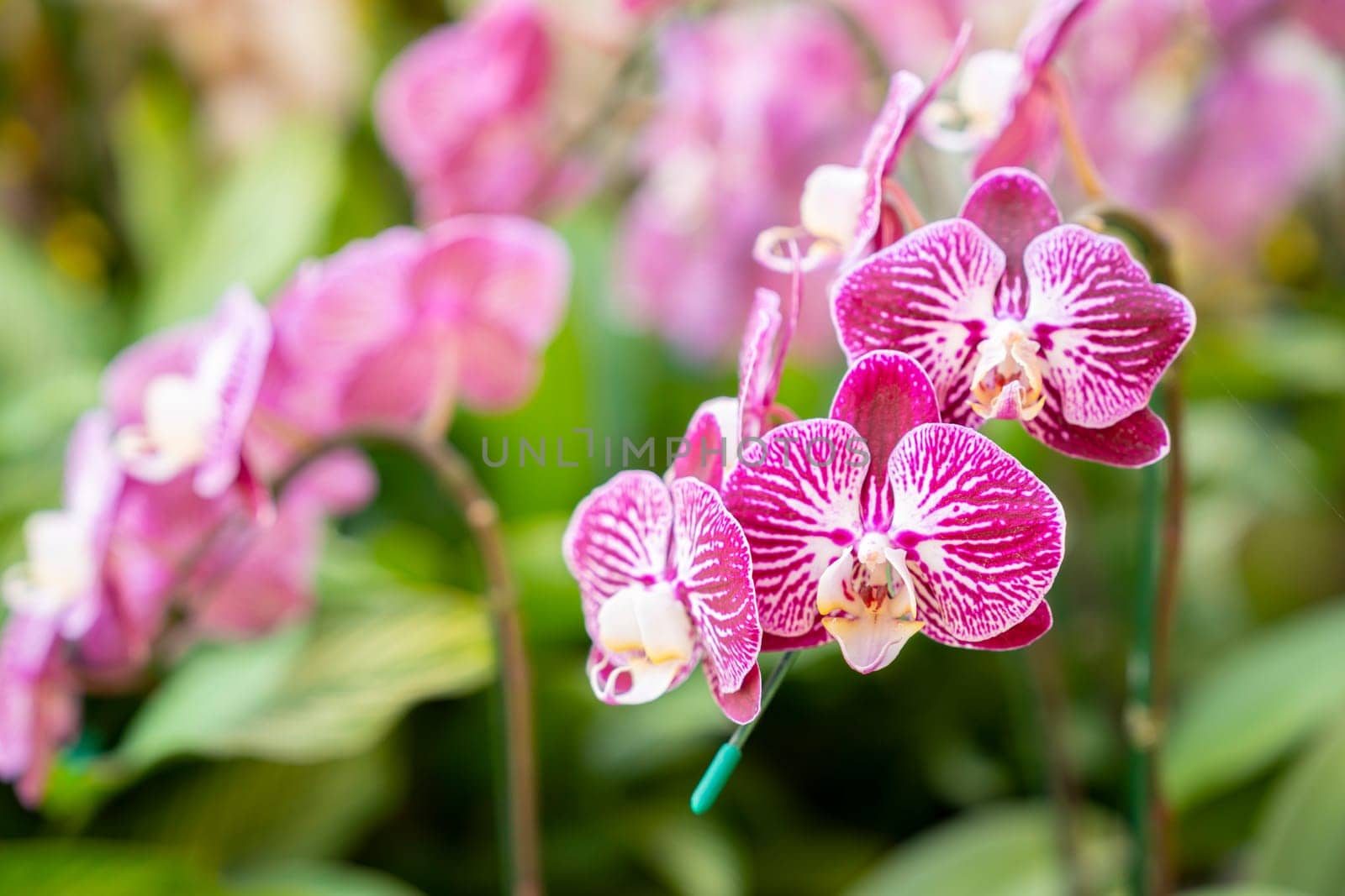 Beautiful pink blooming orchid flowers in macro.