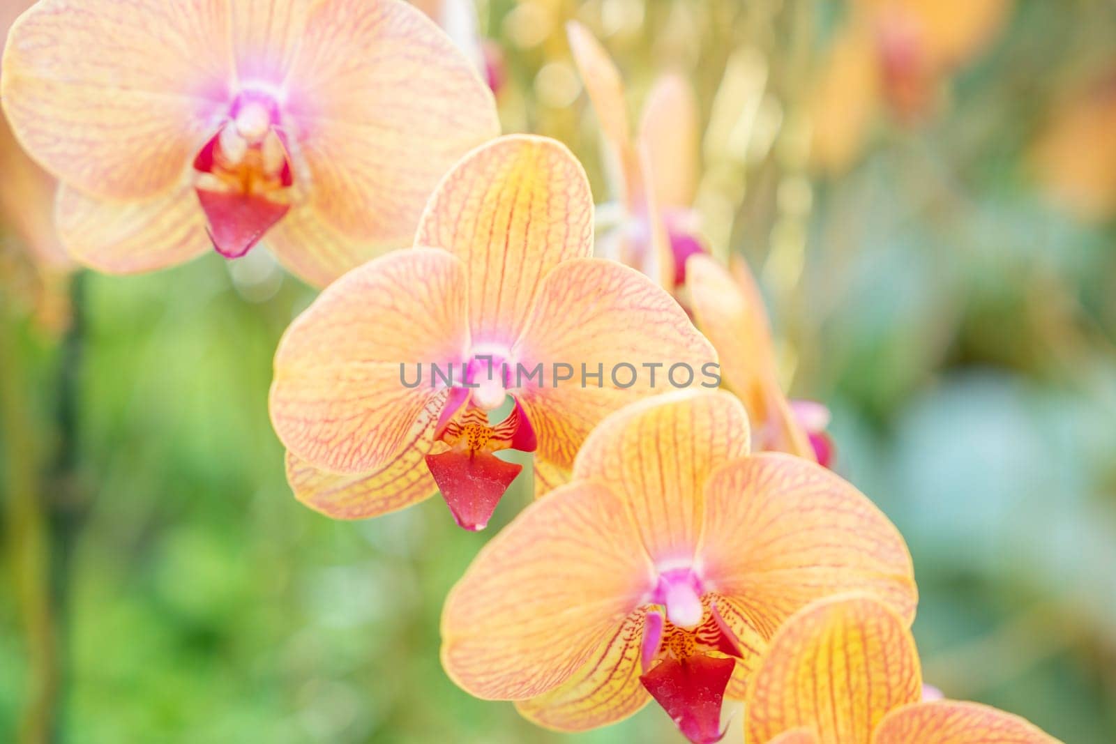 Beautifully blooming ocean orchid