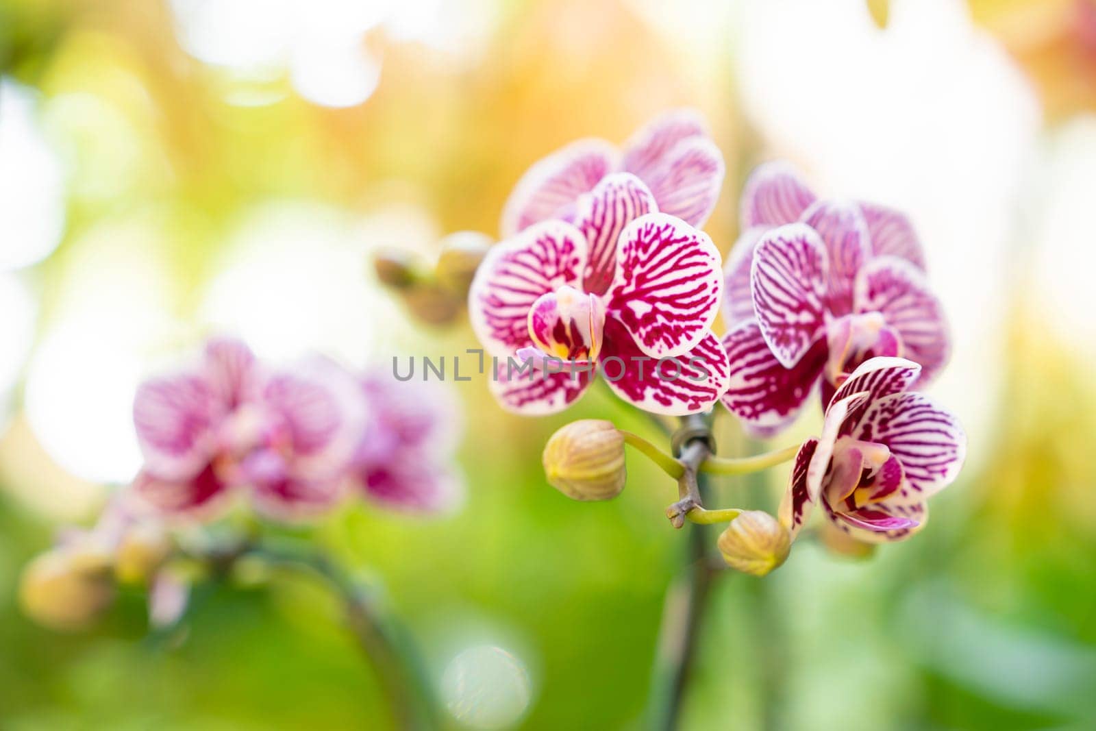 Beautiful pink orchid flower, blurred background with sunlight.