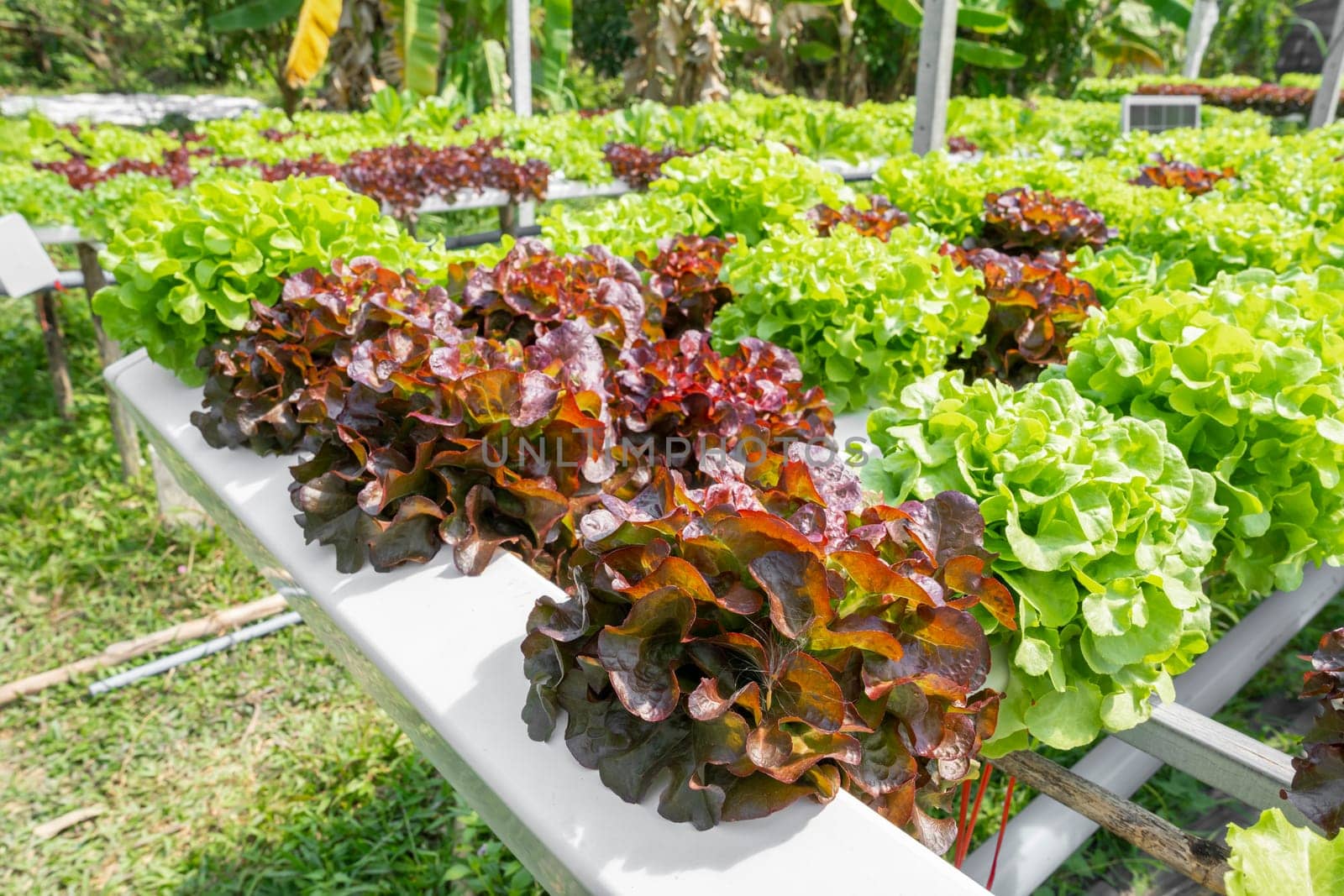 Hydroponic technology. Colorful lattuce salad plant growing in farm.