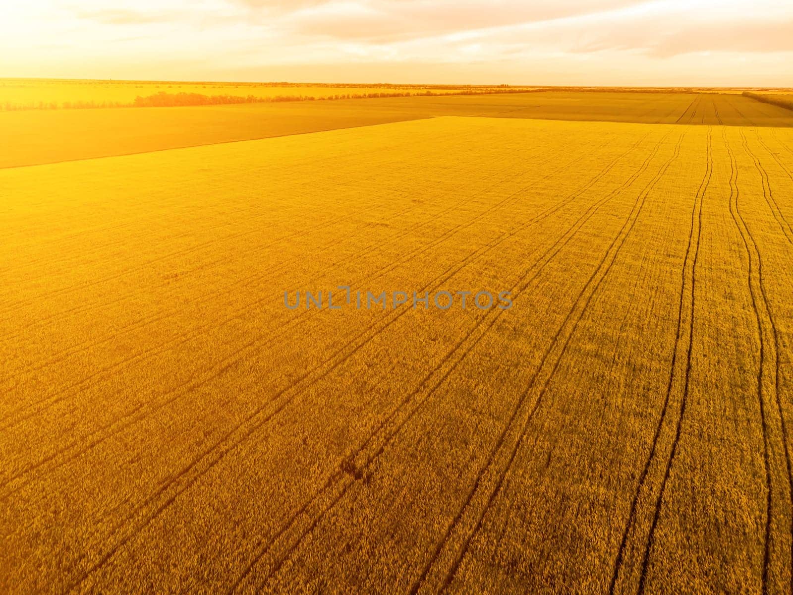 Aerial view on green wheat field in countryside. Field of wheat blowing in the wind on sunset. Young and green Spikelets. Ears of barley crop in nature. Agronomy, industry and food production. by panophotograph