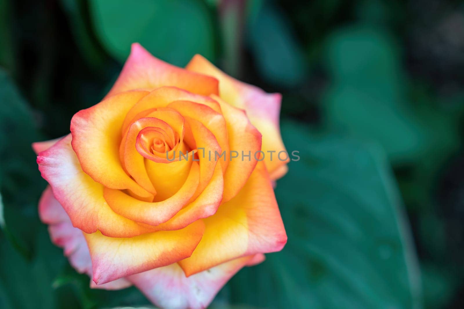 Red and Yellow Rose and Rosebuds in Garden, Close Up, Selective Focus. Rose blooms on a background of green leaves. Summer flower. Natural background. by panophotograph
