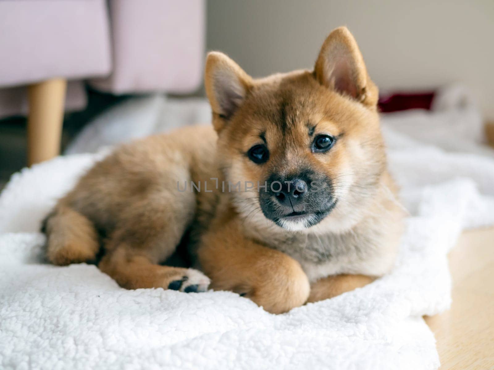 Portrait of cute Shiba Inu small dog, puppy, Close up. Dogecoin. Red-haired Japanese dog smile portrait. Illuminating color, cryptocurrency, electronic money. High quality photo