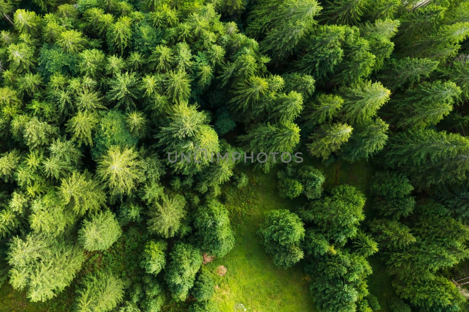 Top view of the young green top of spruce trees in the forest. Summer landscape of healthy trees, environmental conservation, and biodiversity