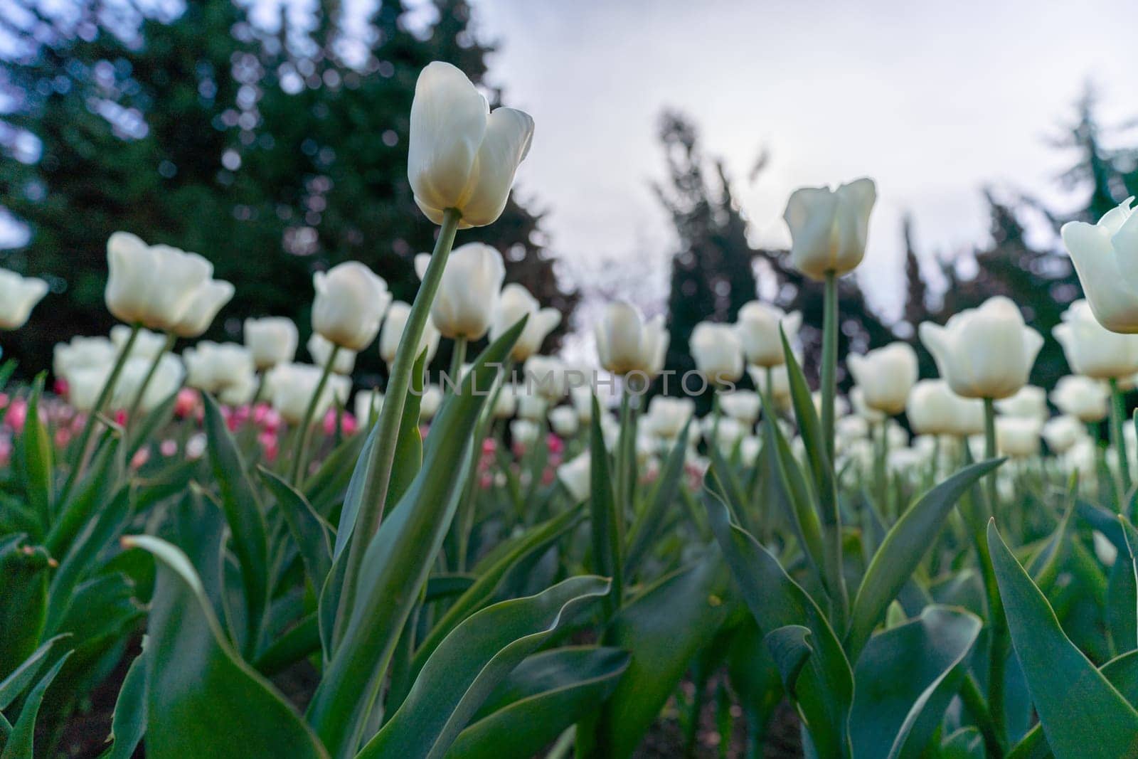 Tulip in a flower bed, white flowers against the sky and trees, spring flowers