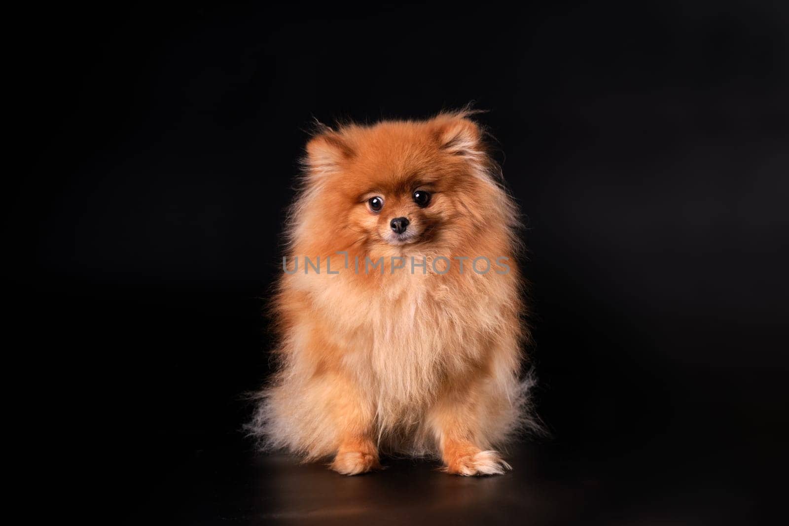 Pomeranian spitz Dog on Isolated Black Background in studio.