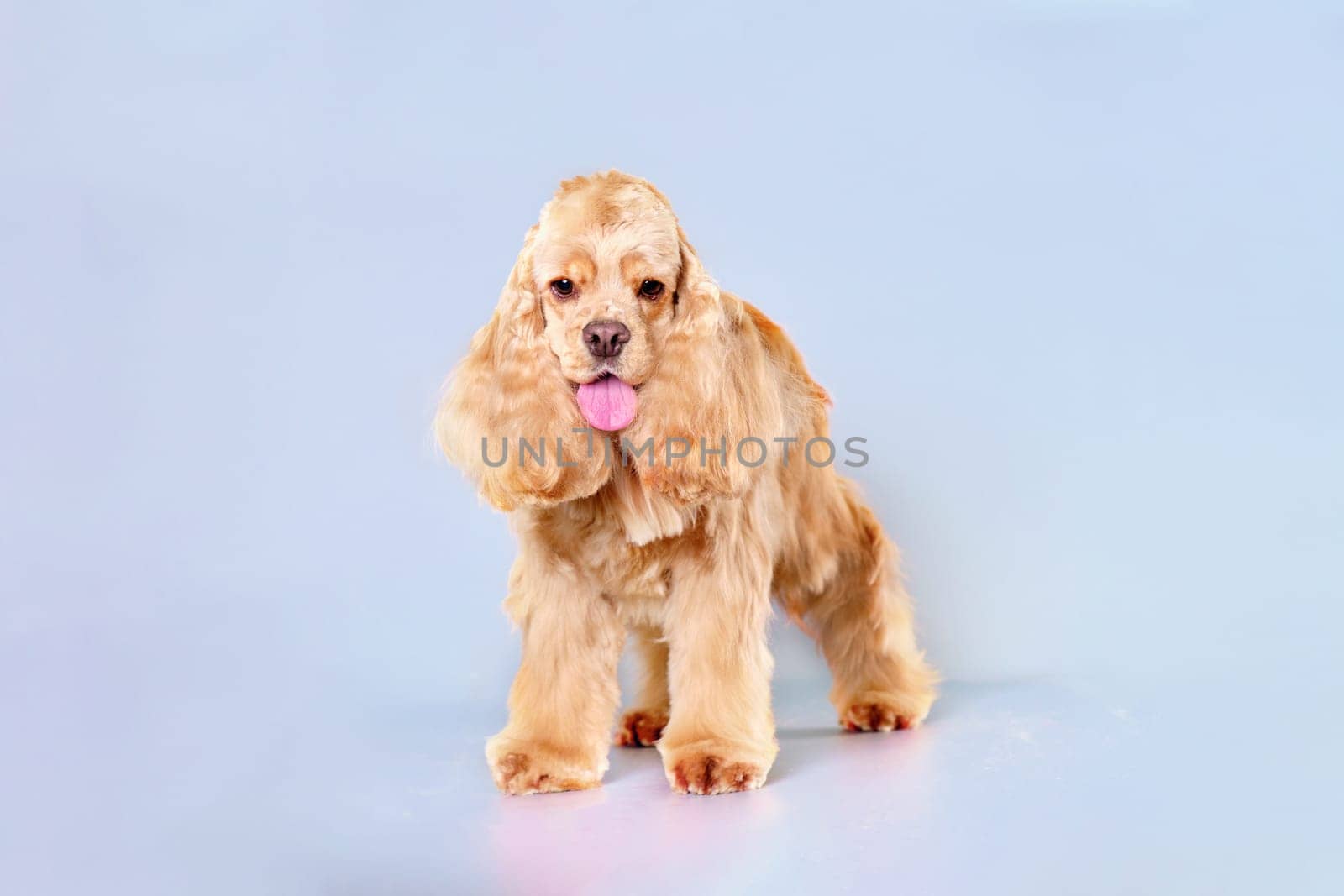 An American Cocker spaniel dog after grooming stands close-up on a light background.