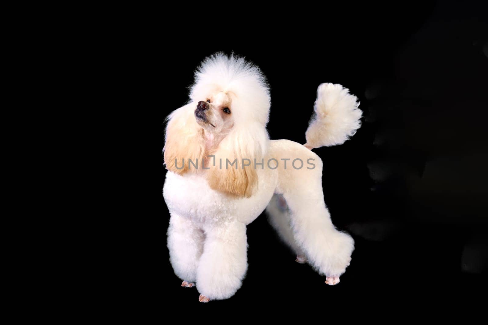 A modern-colored poodle in a rack looks up. Isolate on a black background.