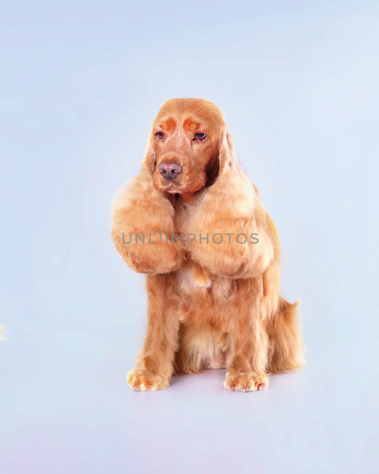 Close-up of an English cocker spaniel, dog, after grooming close-up on a light background.